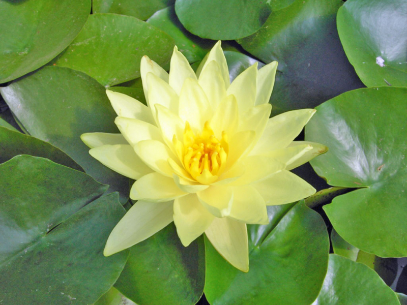 Seerose - Nymphaea Paul Hariot